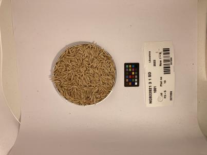 SEED